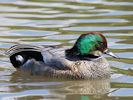 Falcated Duck (WWT Slimbridge July 2013) - pic by Nigel Key